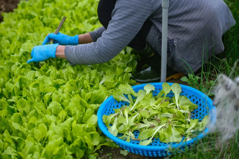 Vườn rau của Phạm Thị Kim